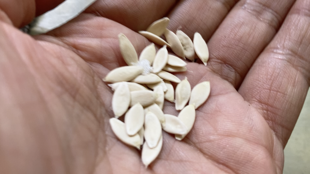 Saved seeds