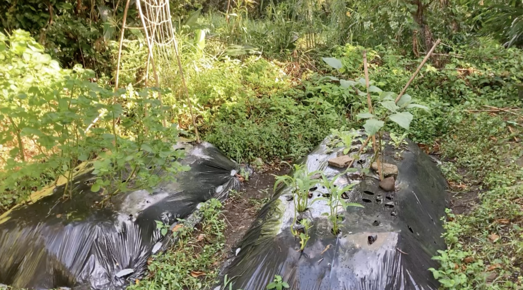 Garden in summer