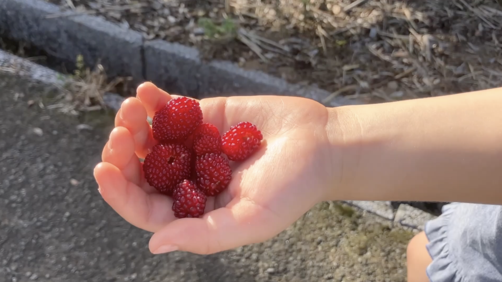 Wild raspberries Nawashiro Ichigo