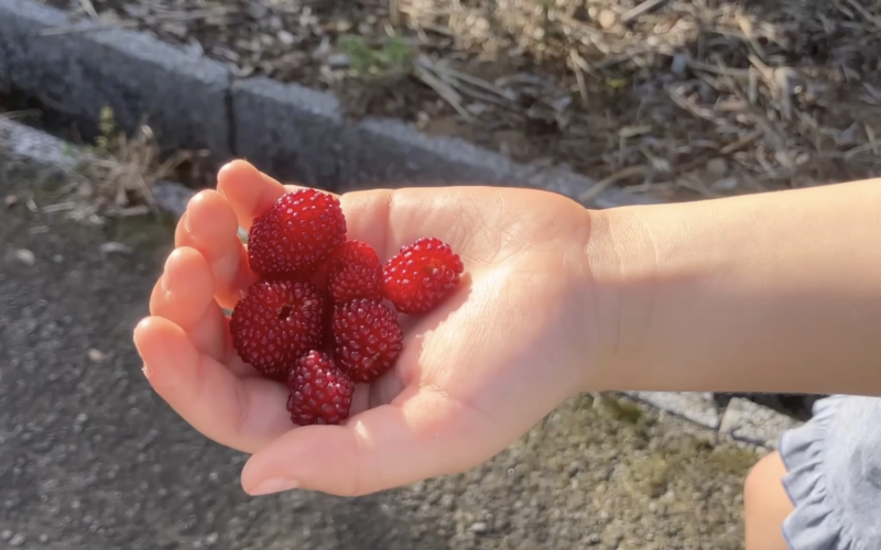 3 Years of Walking Past Wild Raspberries | Japanese Countryside Slow Life