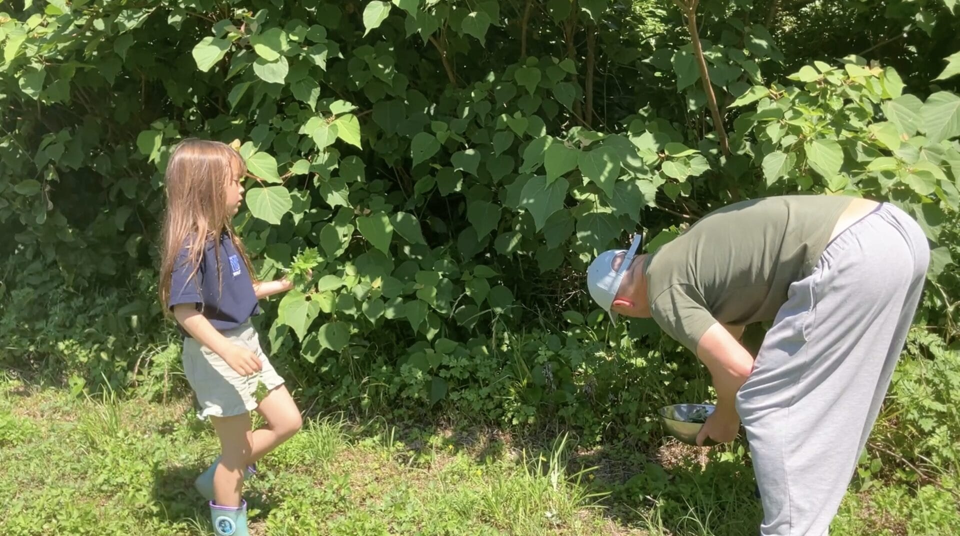 Japanese mugwort yomogi growing wild in rural Japan