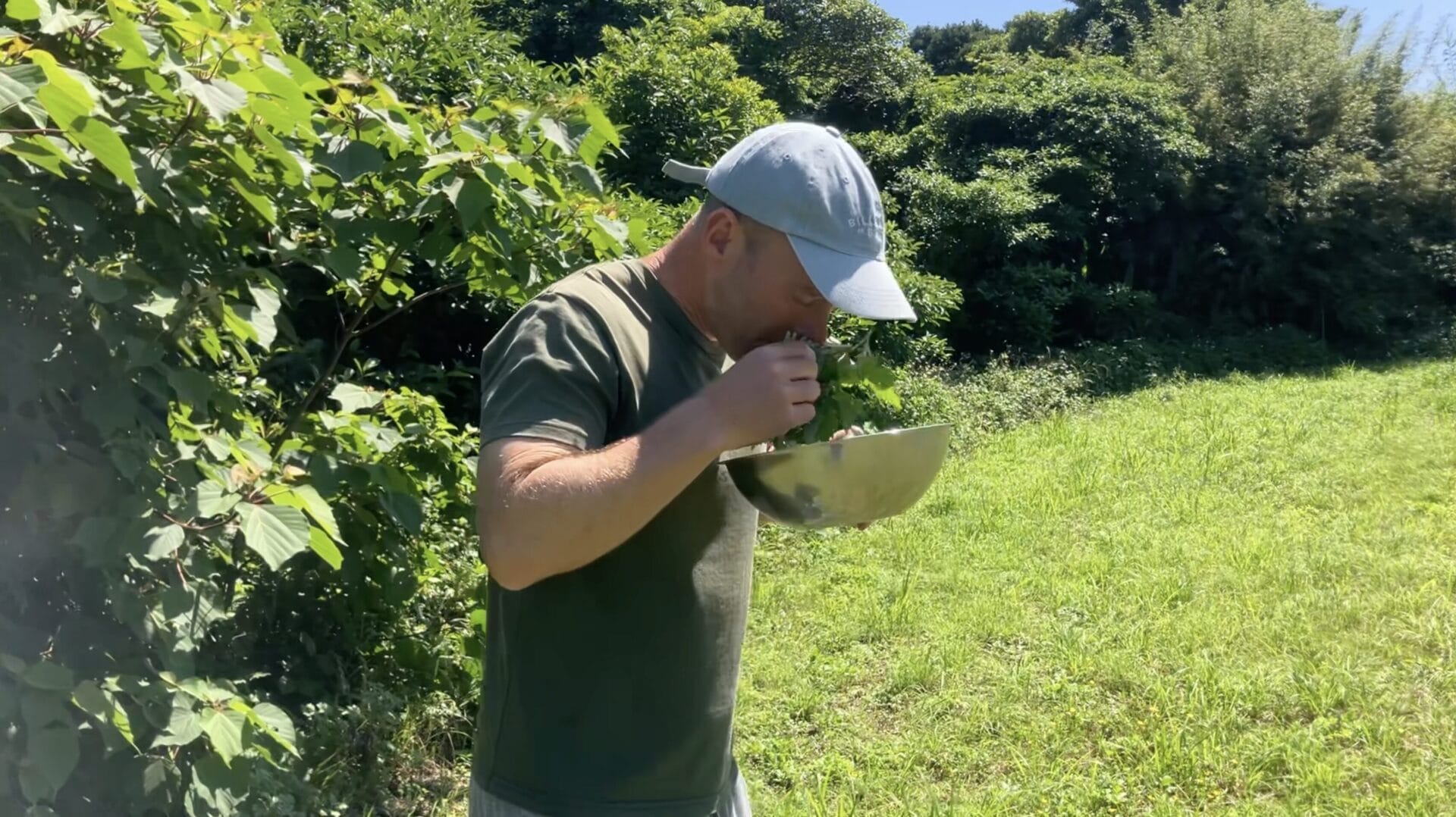 Foraging Japanese mugwort yomogi in rural Japan