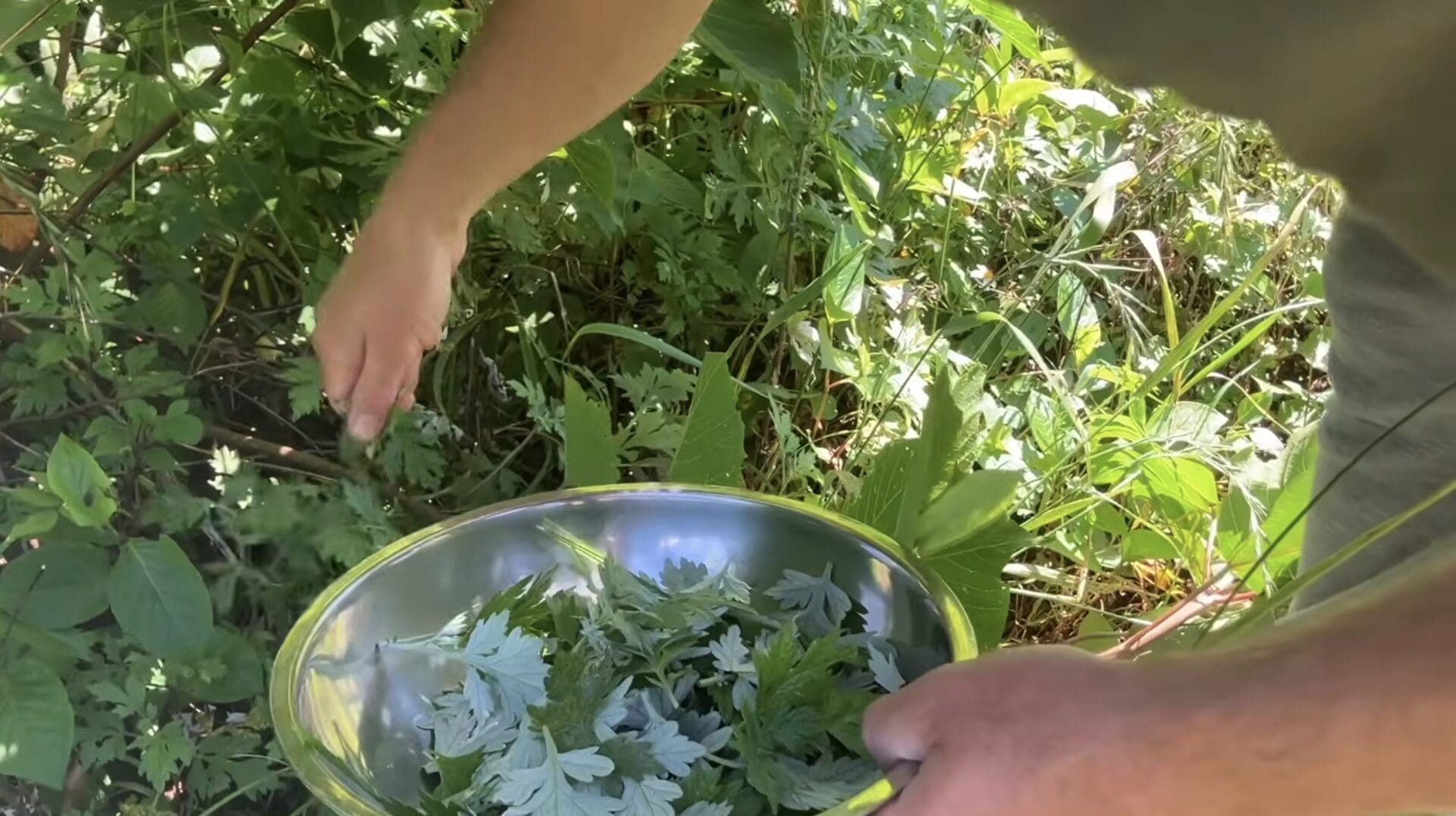 Japanese mugwort yomogi leaves close up